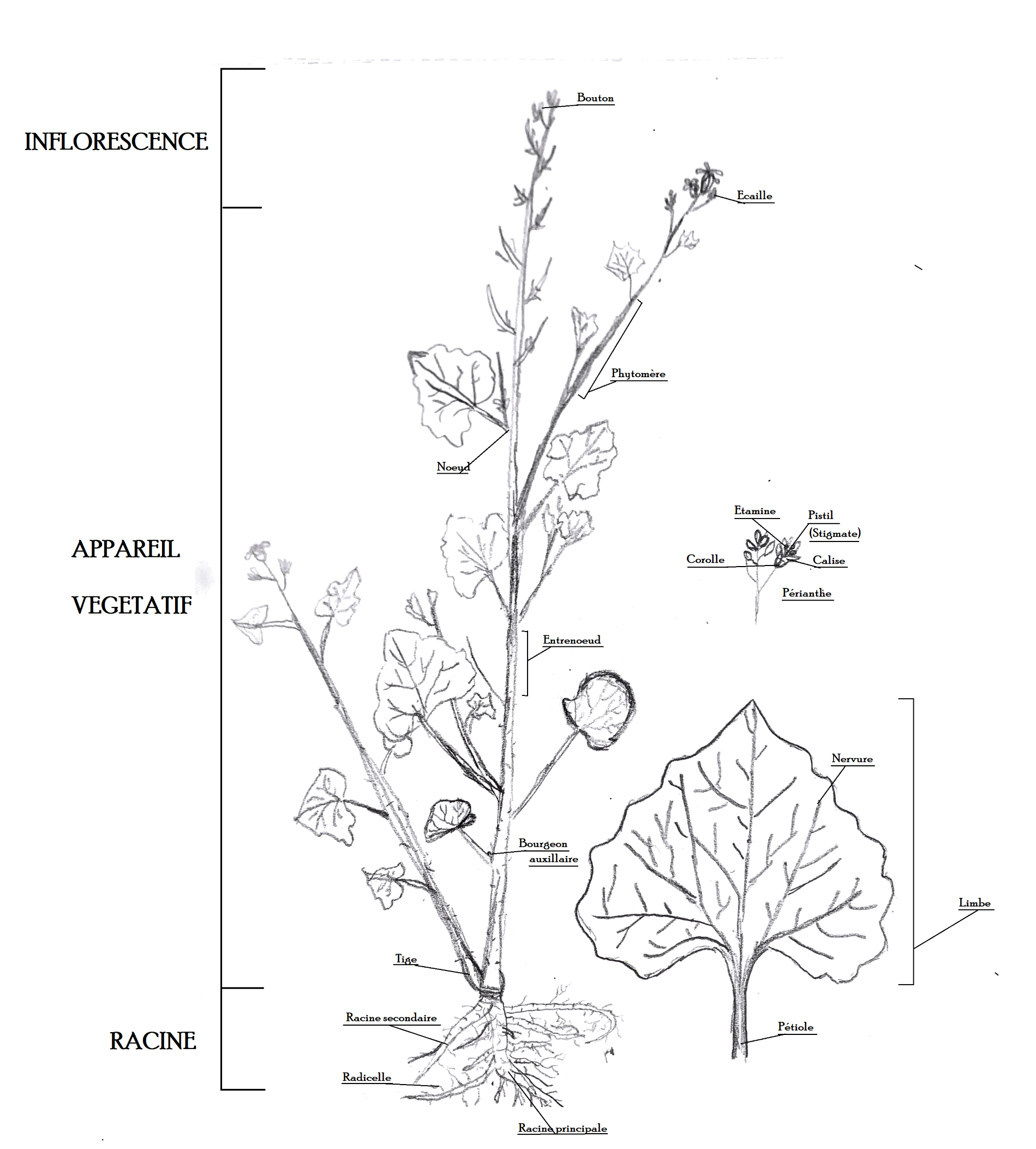 Annexe Croquis - Alliaire.png