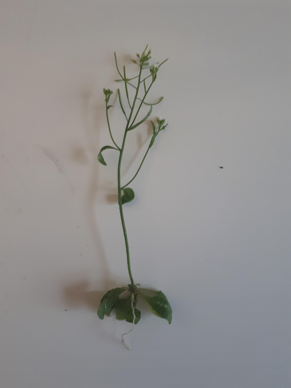 Annexe thumbnail_20200422_190631 (2).jpg