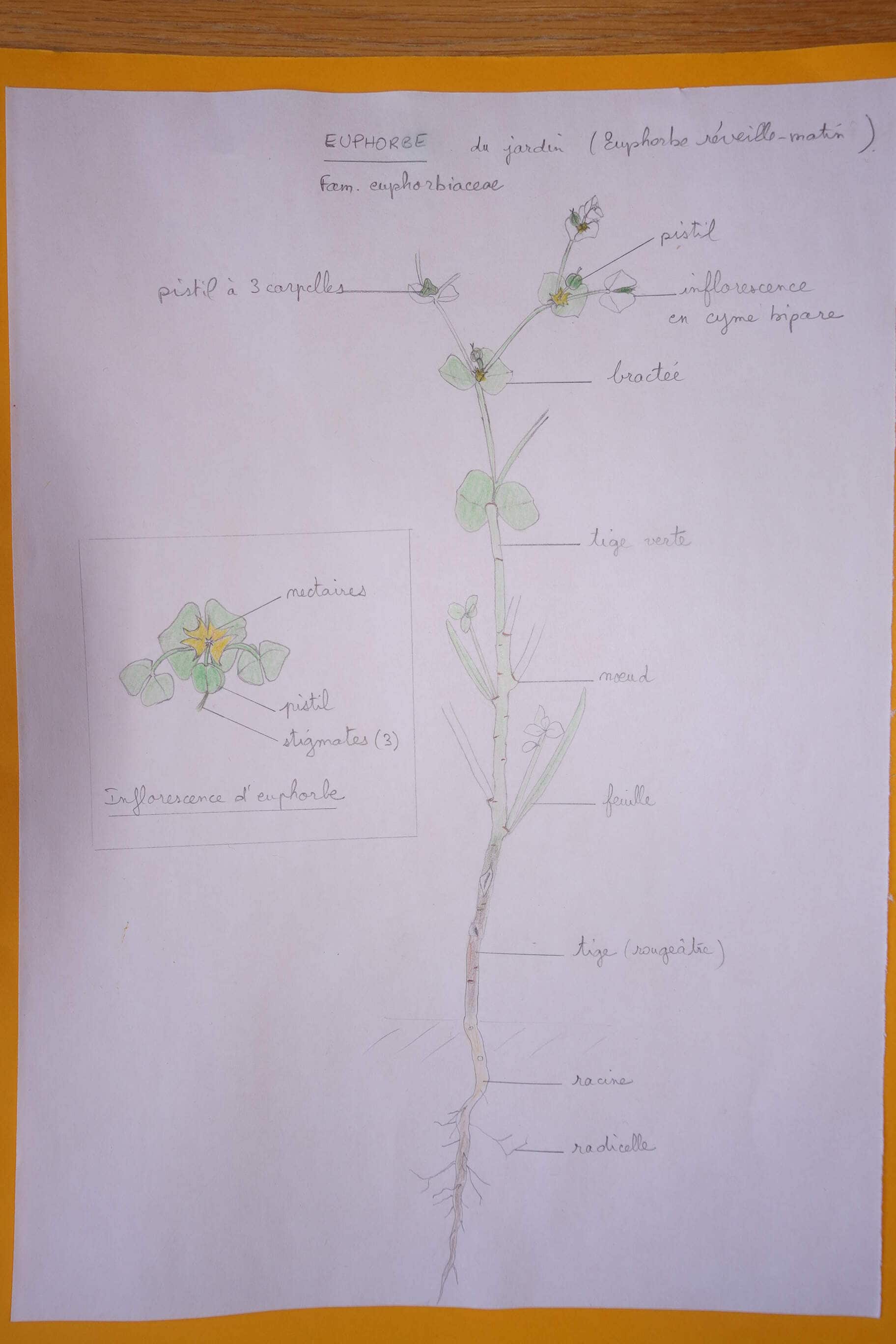 Annexe Euphorbe.jpg