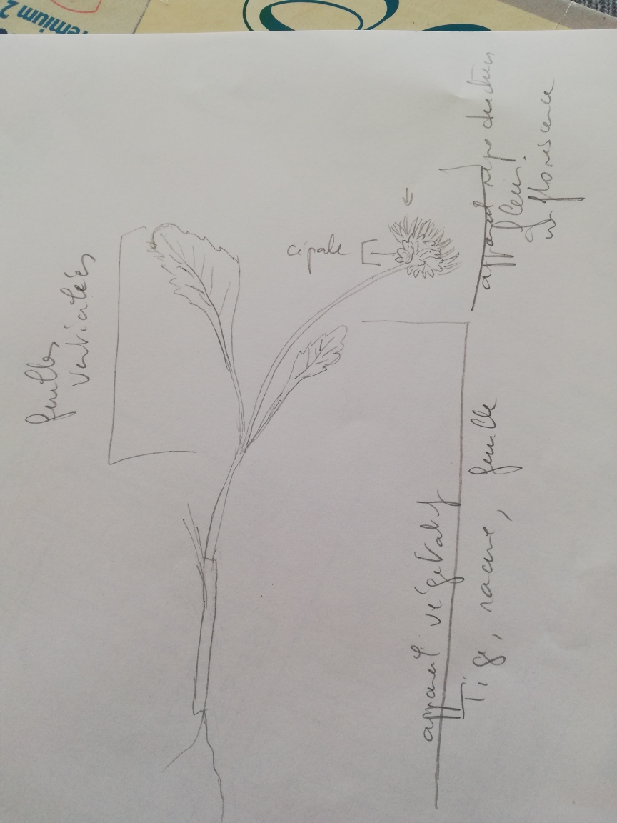 Annexe autre vue de ma paquerette.jpg