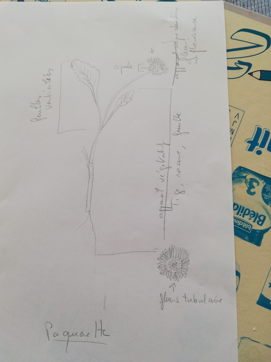 Annexe paquerette .jpg