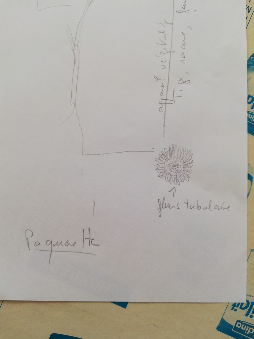 Annexe paquerette. Toujours elle.jpg