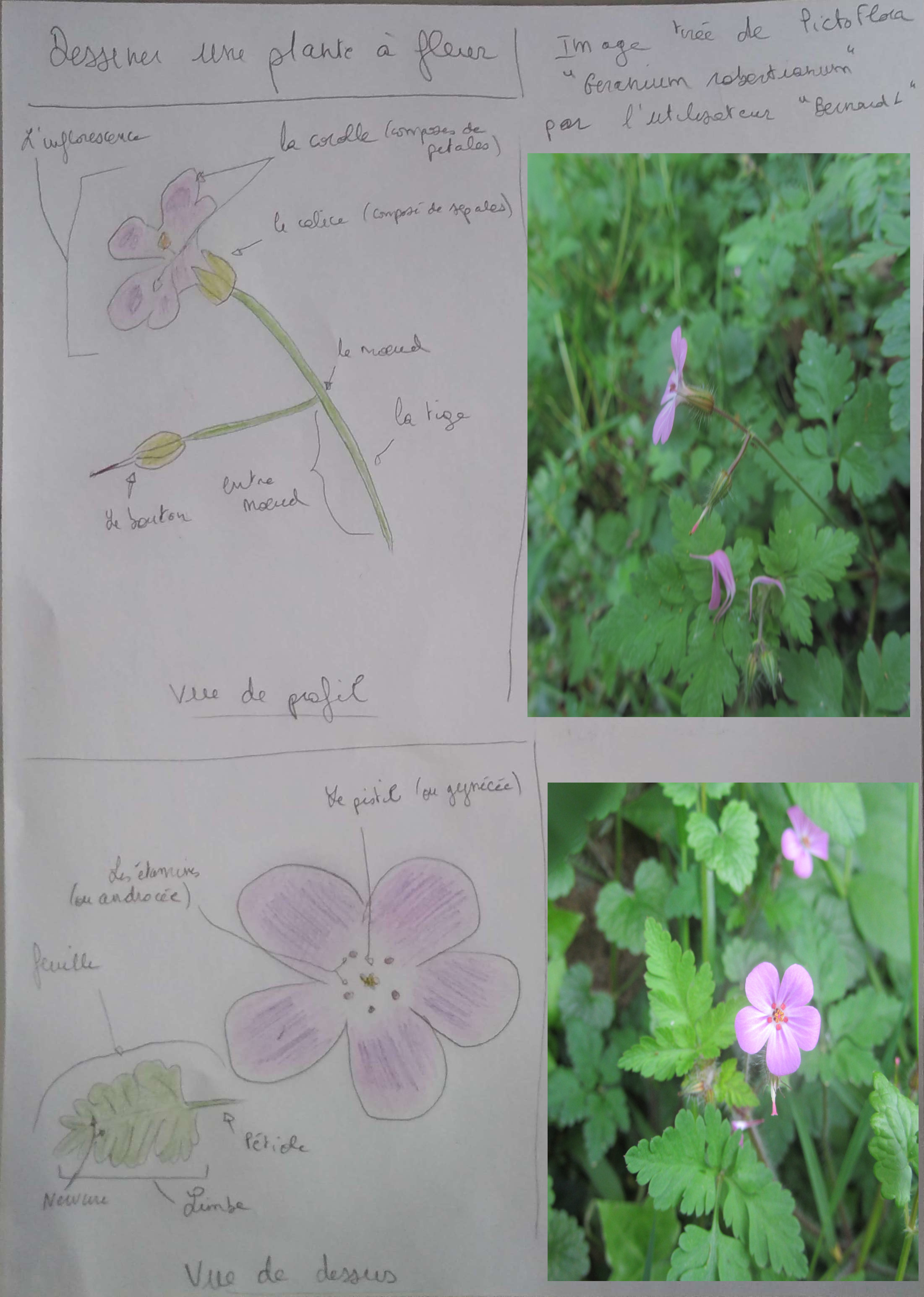 Annexe Activité - Dessiner une plante à fleur _Montage.jpg