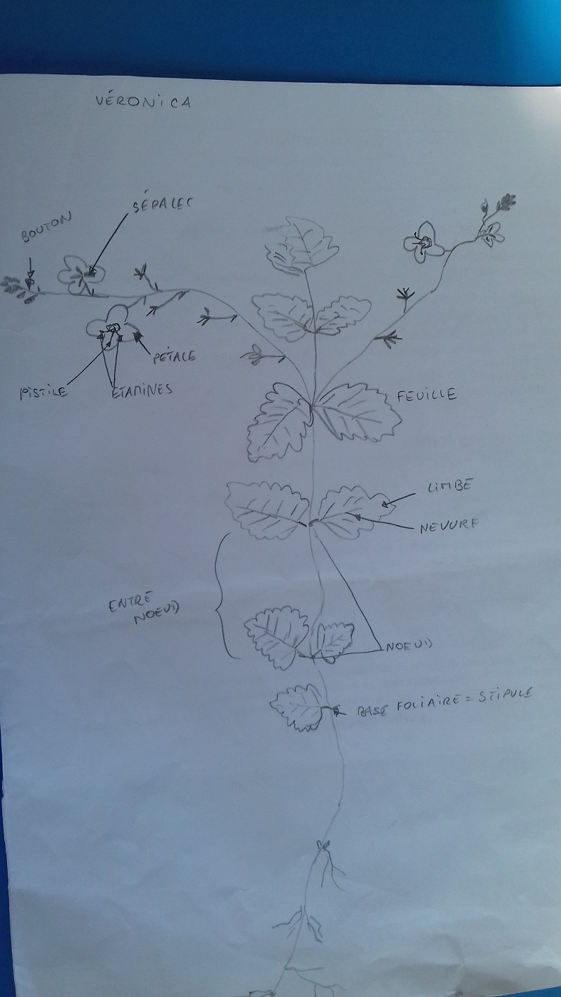 Annexe 20200423_154434.jpg