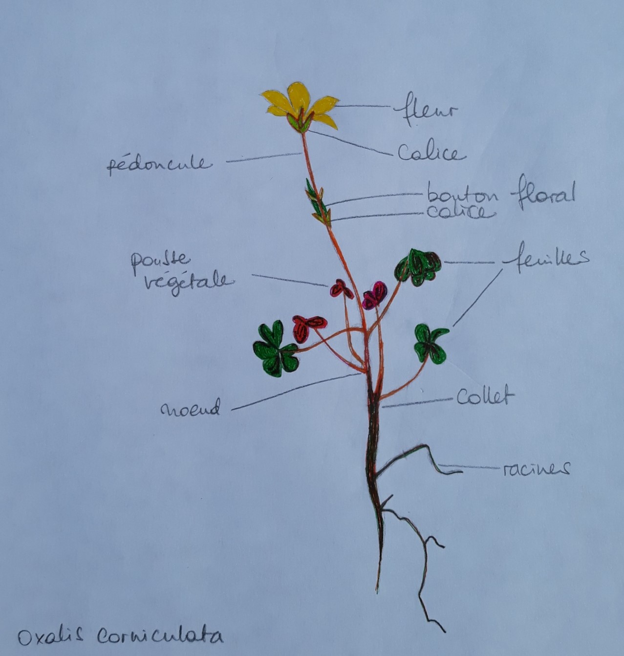 Annexe oxalis corniculata.jpg