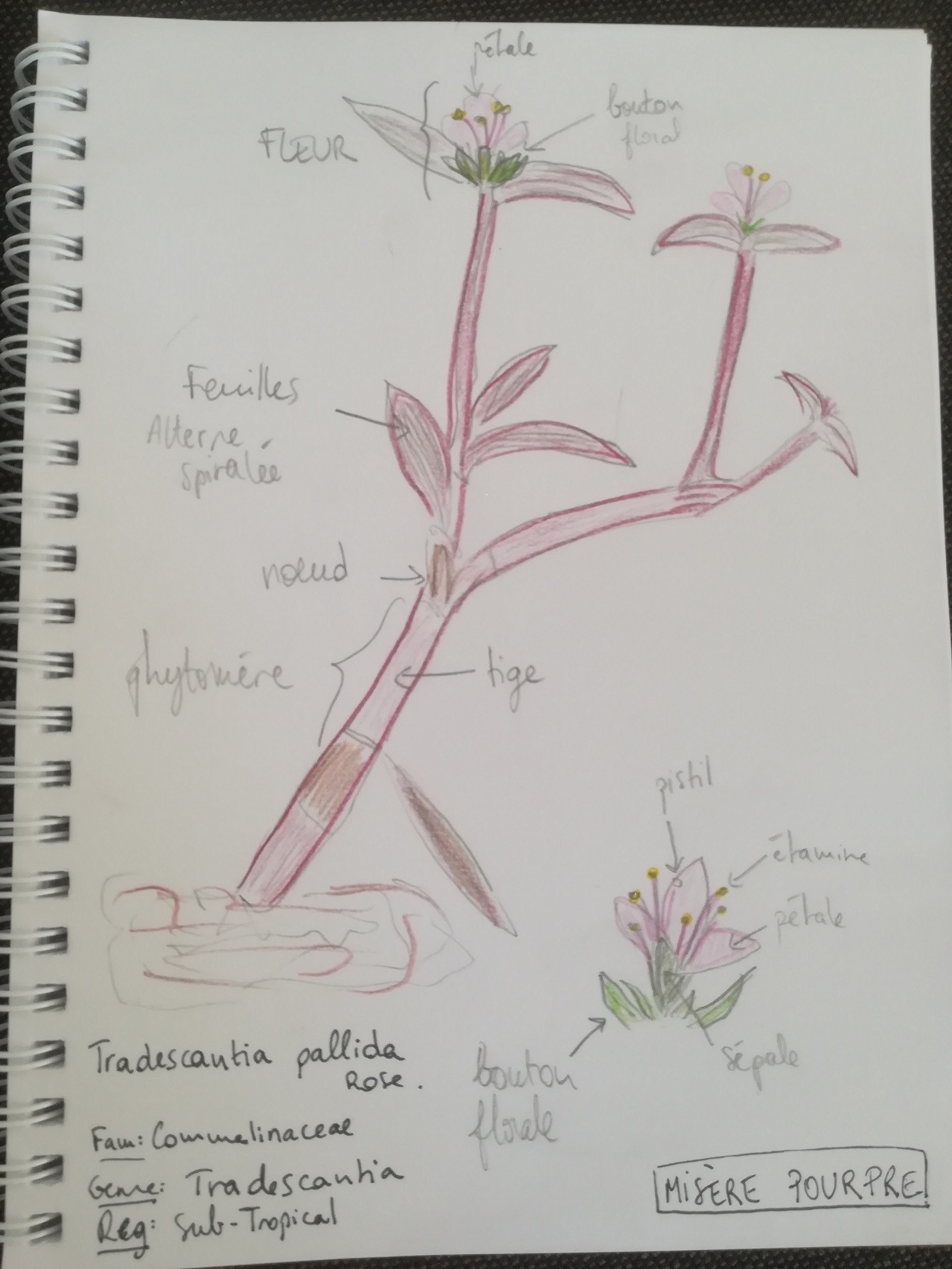 Annexe dessin misère pourpre.jpg