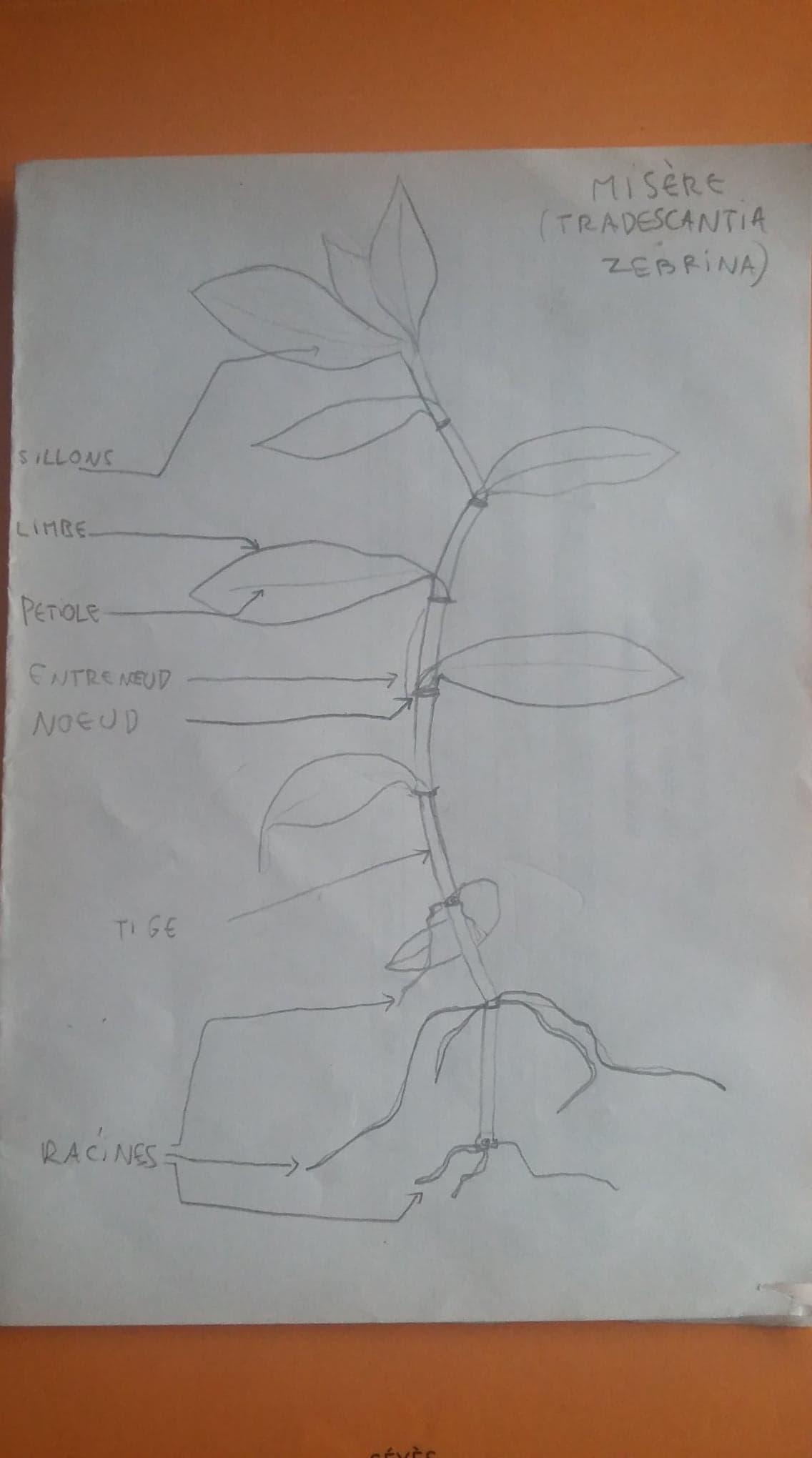 Annexe 94192408_558355901479828_8537387217616633856_n.jpg