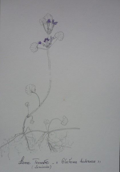 Annexe P1080818 (2).JPG