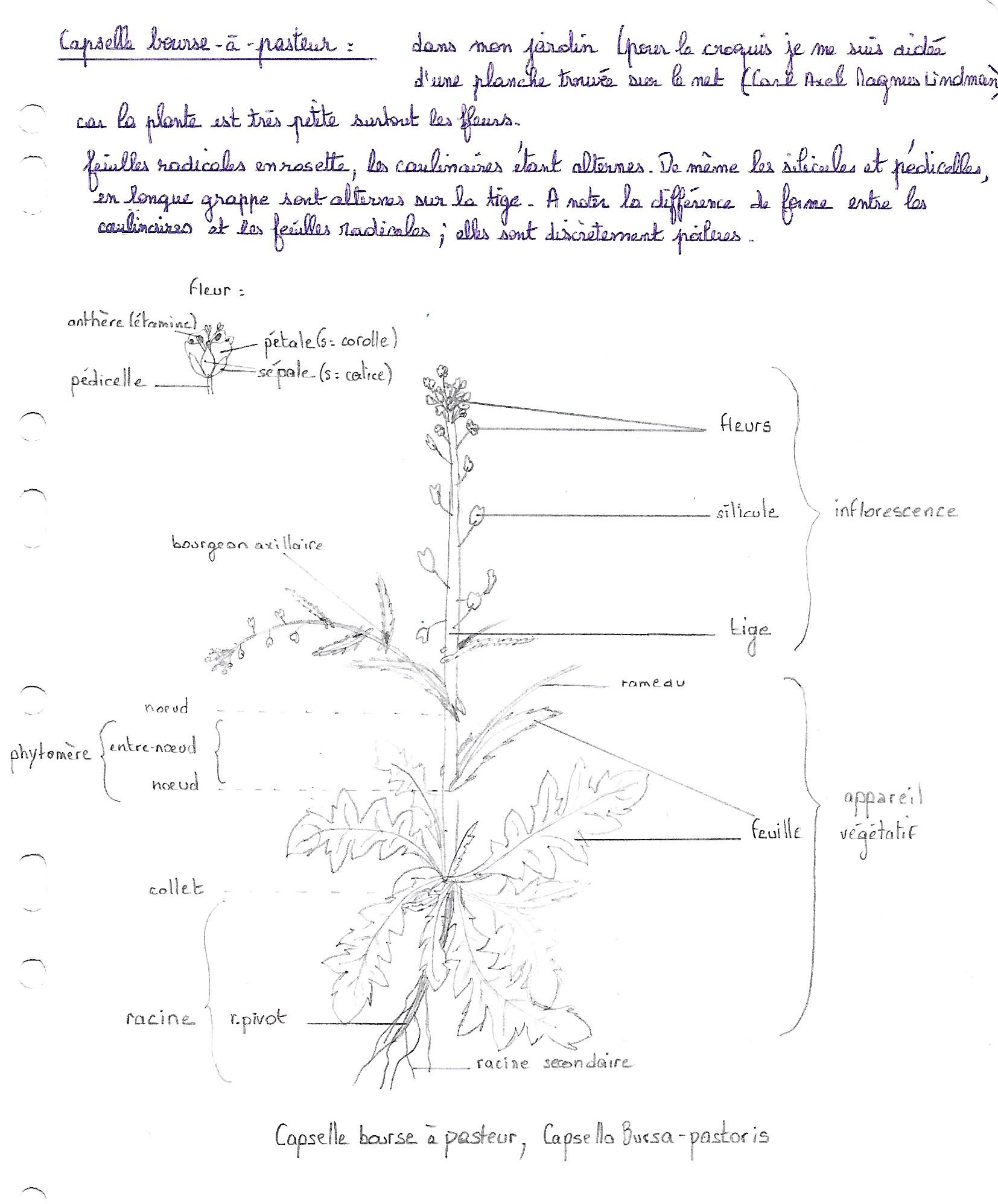 Annexe bourse  a pasteur - croquis..jpg
