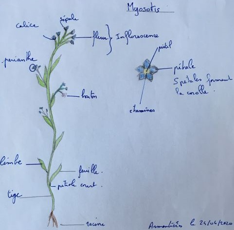 Annexe Dessin myosotis 2.jpg