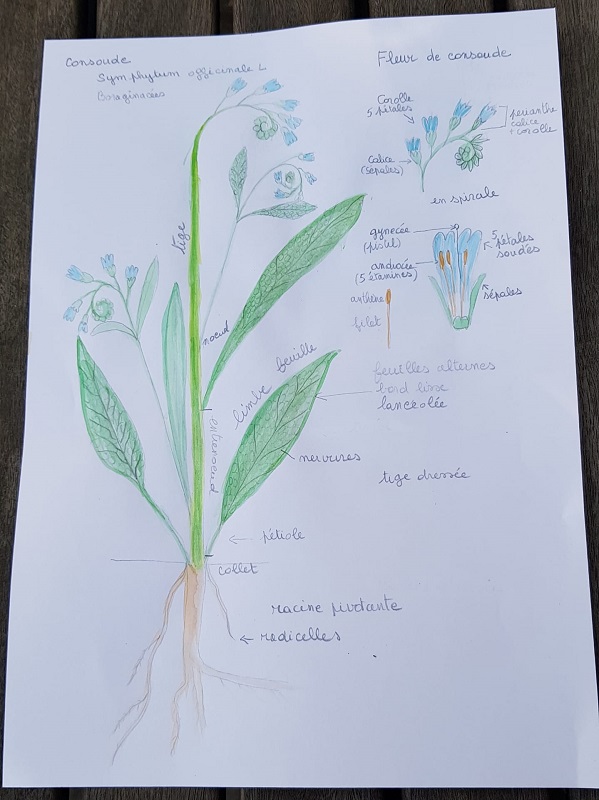 Annexe Consoude aquarelisée.jpg