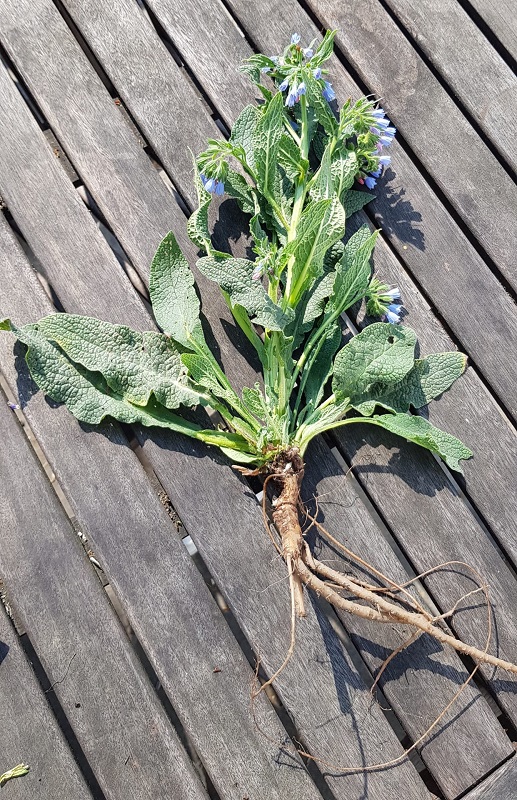 Annexe consoude2.jpg