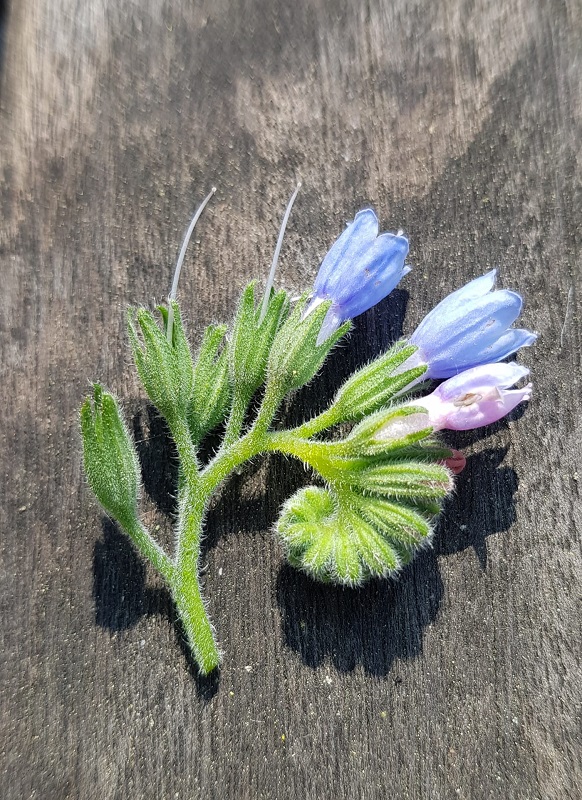 Annexe fleur consoude.jpg