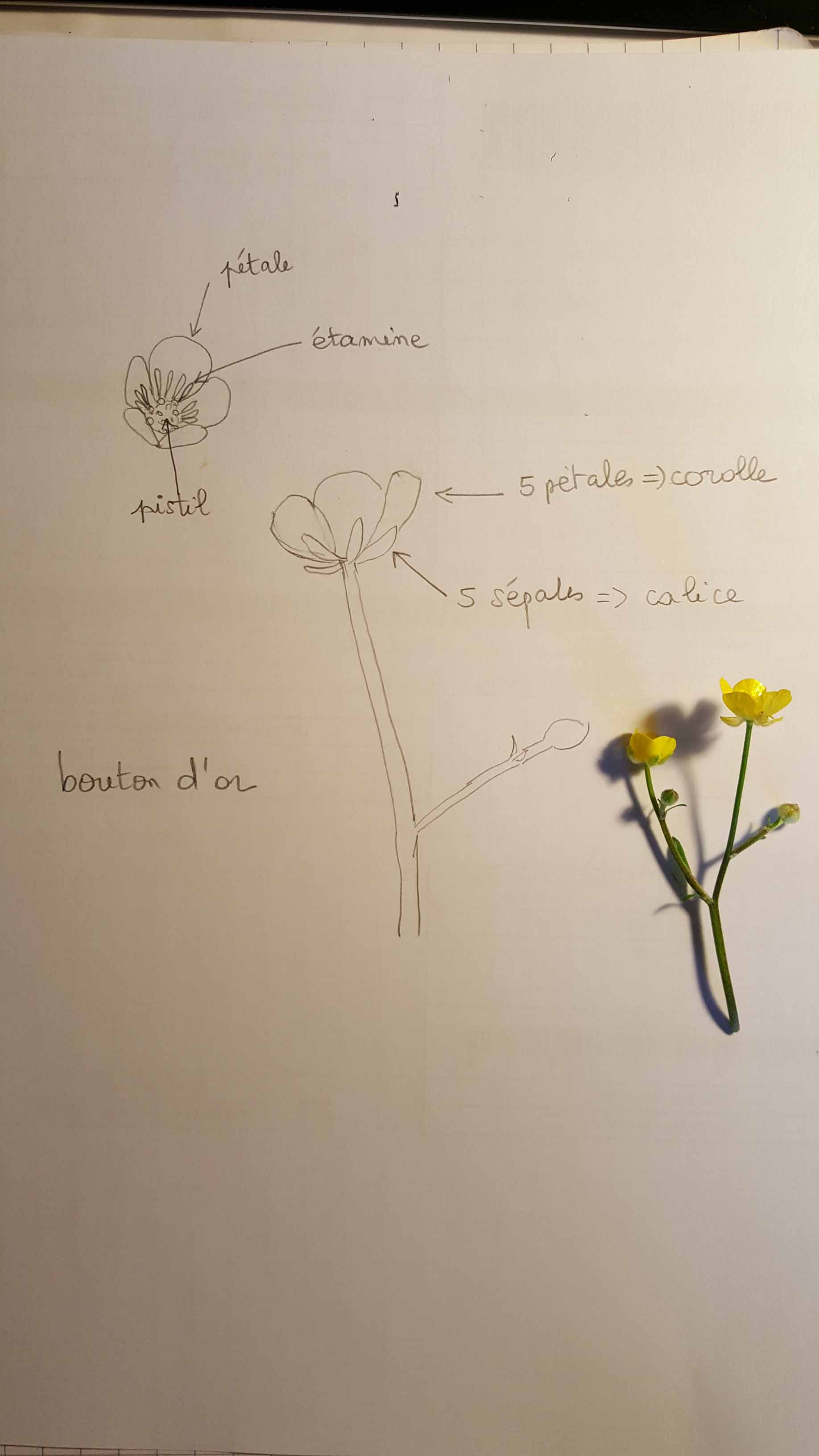 Annexe bouton dor.jpg