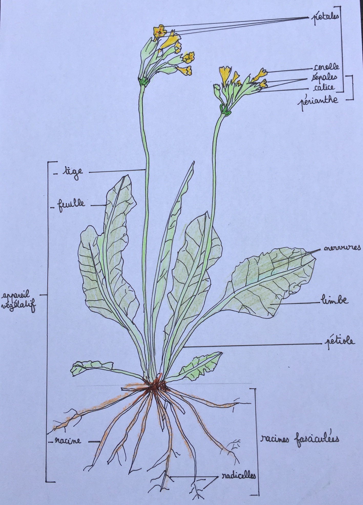 Annexe dessin_primevere.jpg