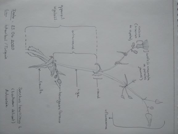 Annexe dessin asteracee MOOC.jpg