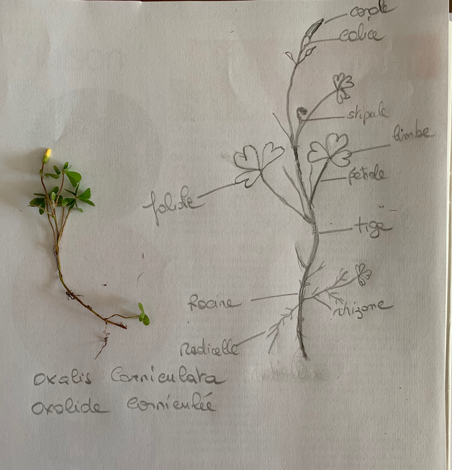 Annexe oxalide corniculée.jpg