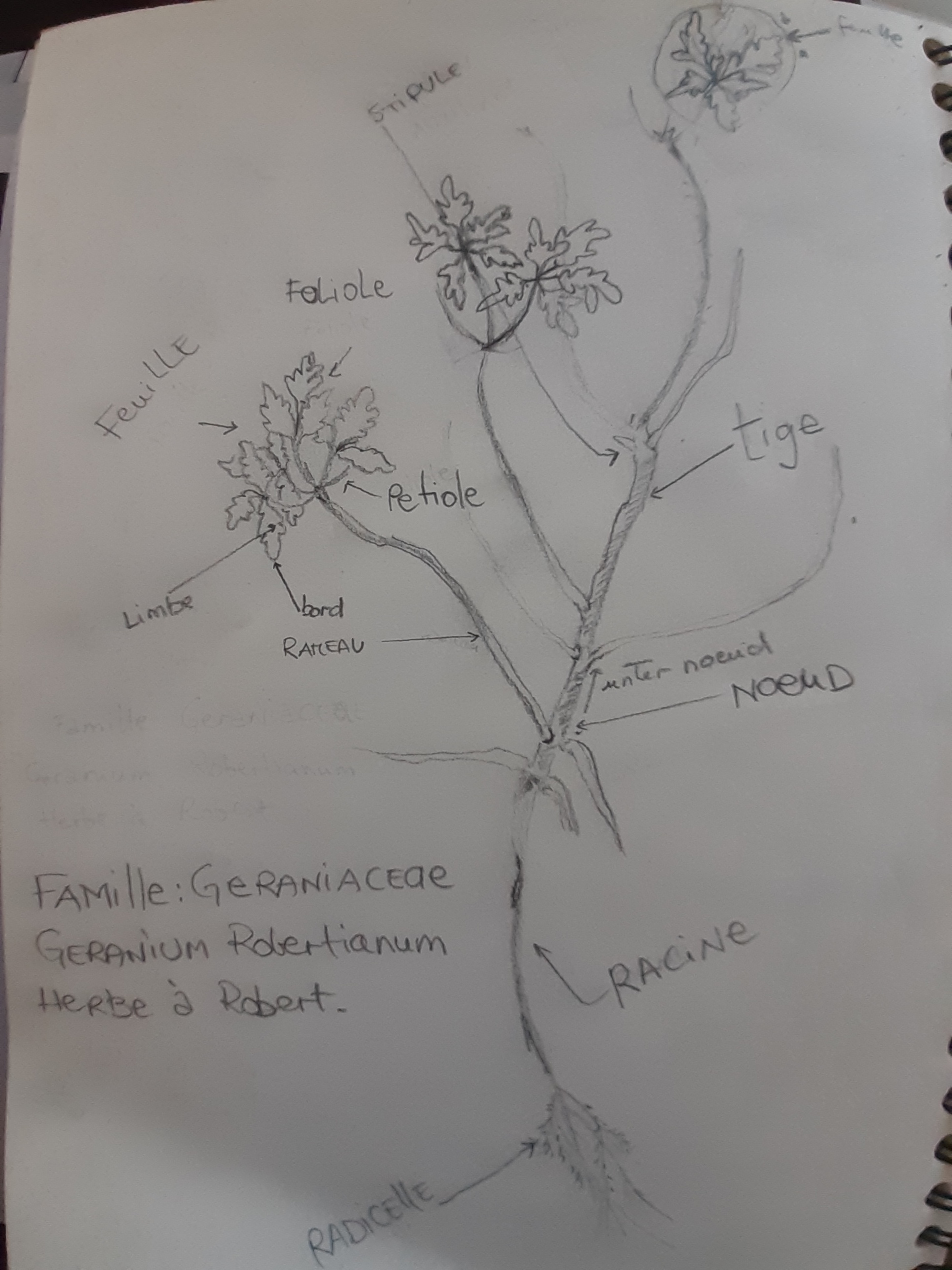 Annexe Herb à Robert.jpg