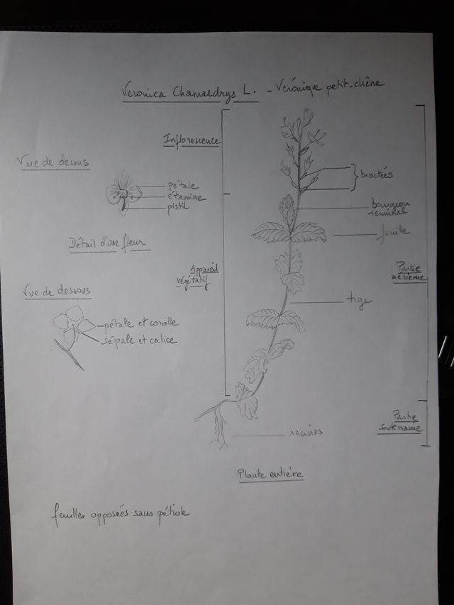 Annexe Dessin Veronica Chamaedrys.jpg