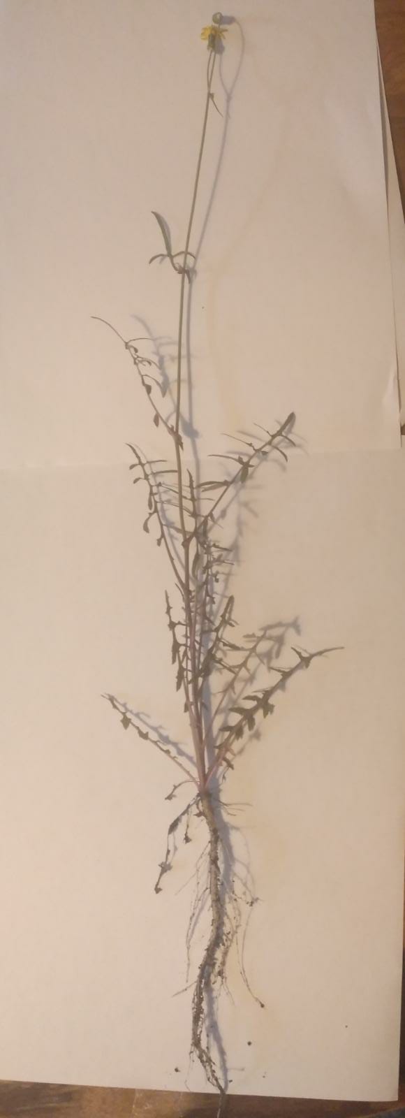 Annexe WhatsApp Image 2020-04-25 at 20.19.59 (1).jpeg