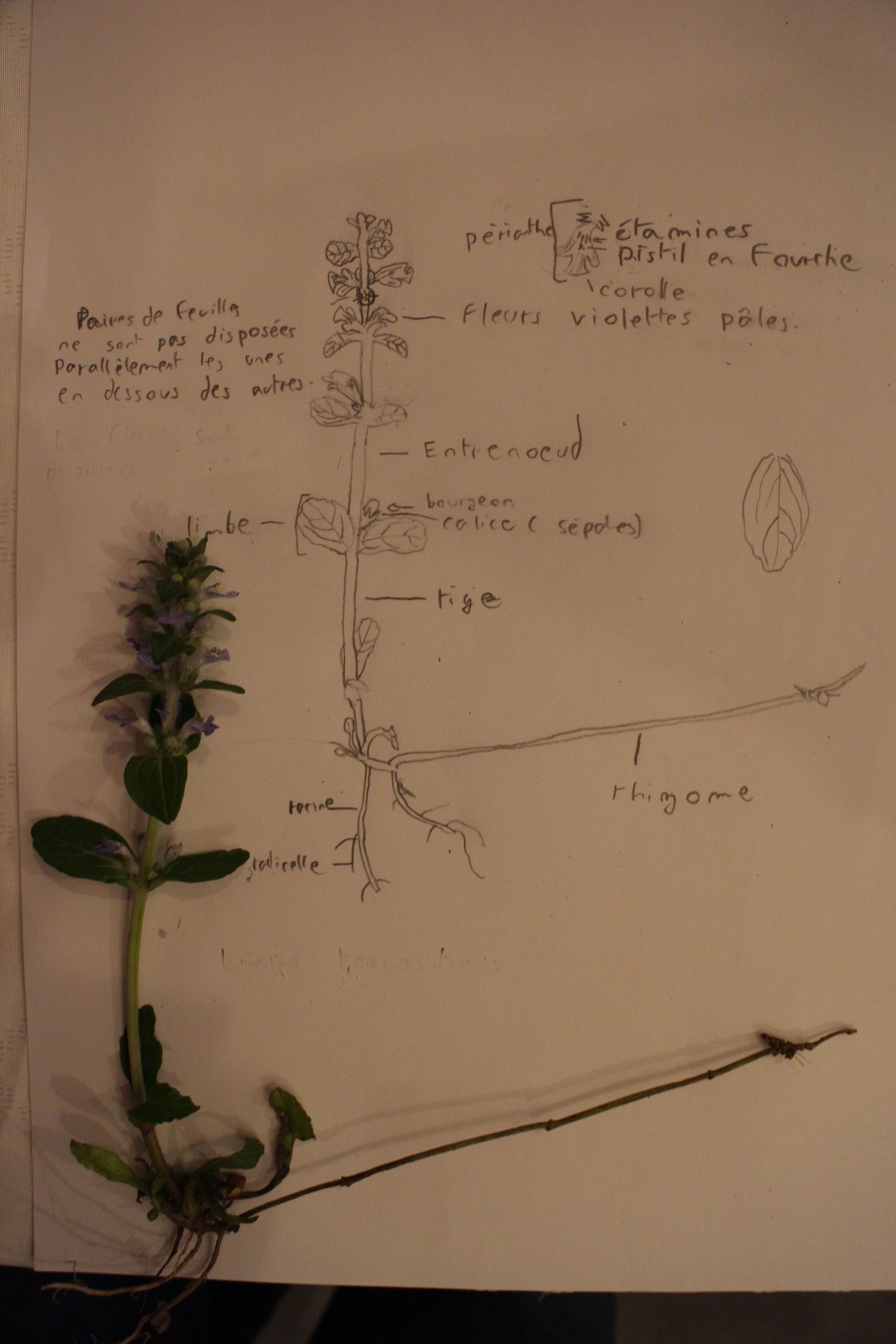 Annexe IMG_0059 - copie.jpg