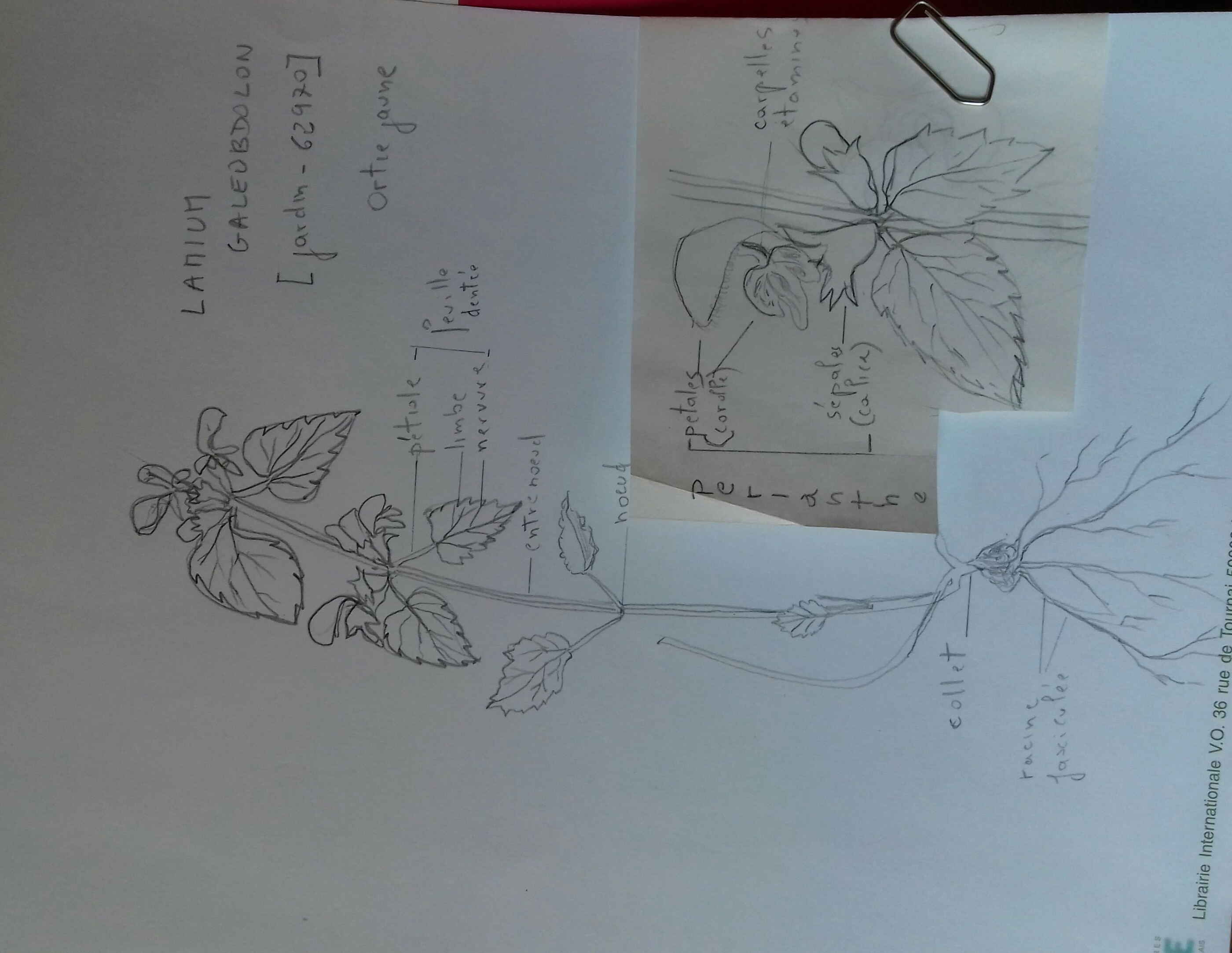 Annexe IMG_20200426_103705.jpg