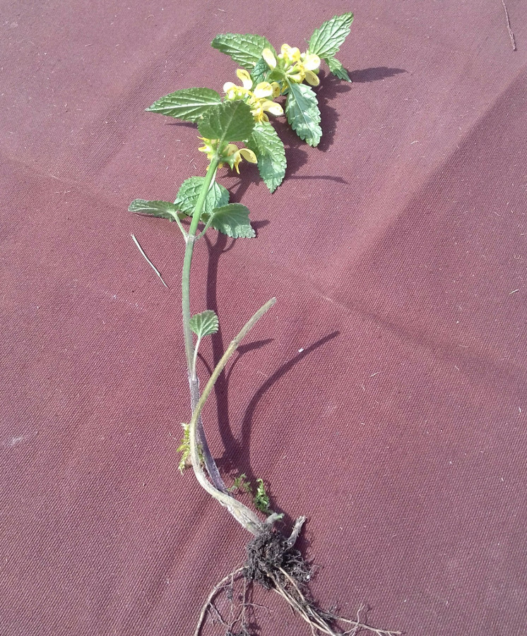 Annexe ortiejaune.jpg