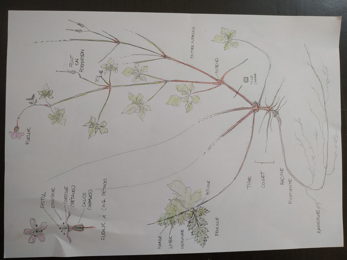 Annexe IMG_20200426_111314-ConvertImage.jpg