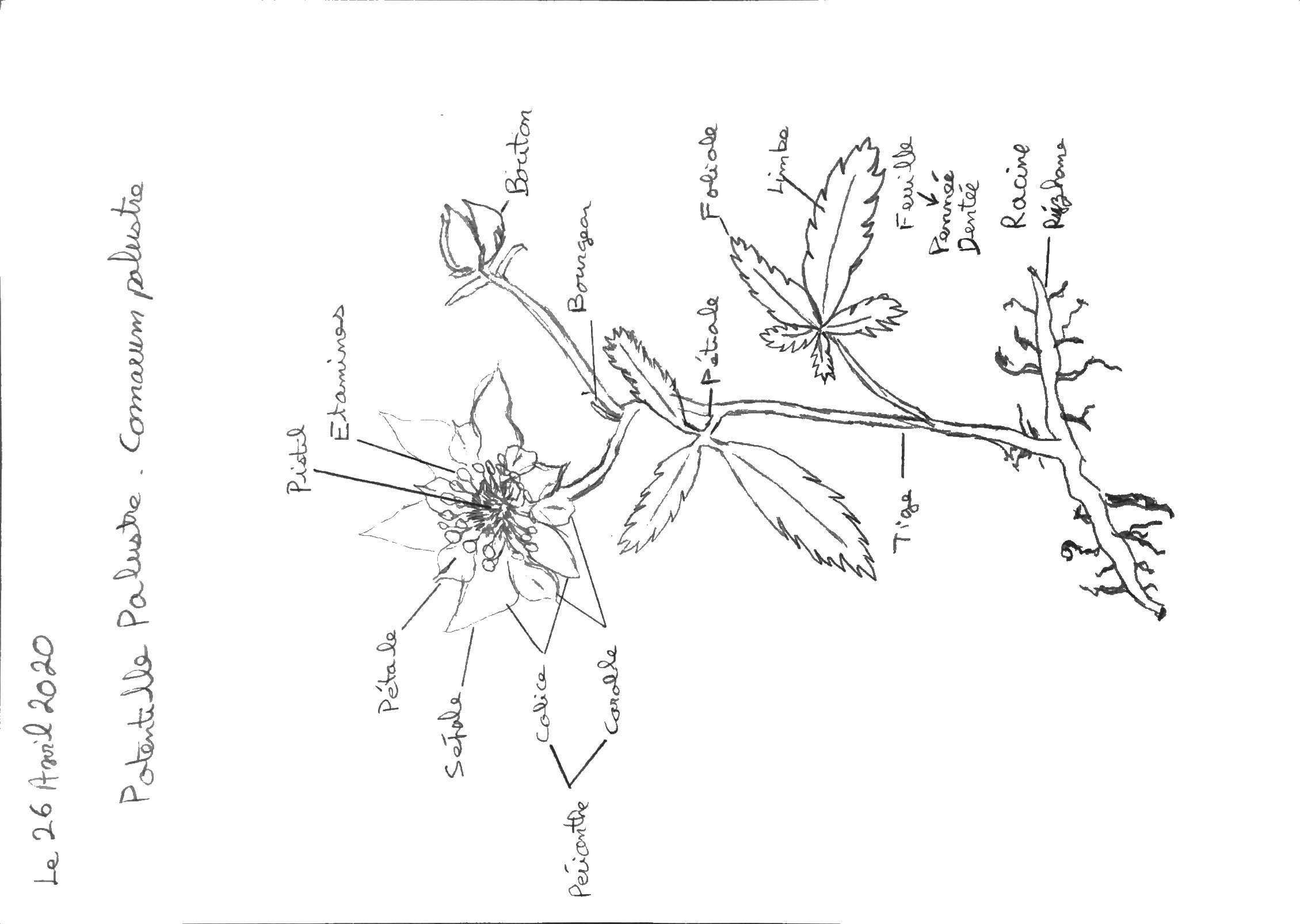 Annexe 2020-04-26 Potentille palustre portrait.jpeg