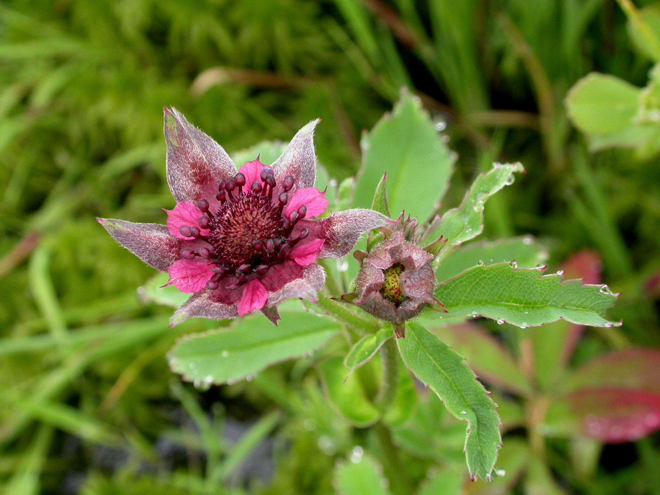 Annexe Potentille palustre_PA.JPG