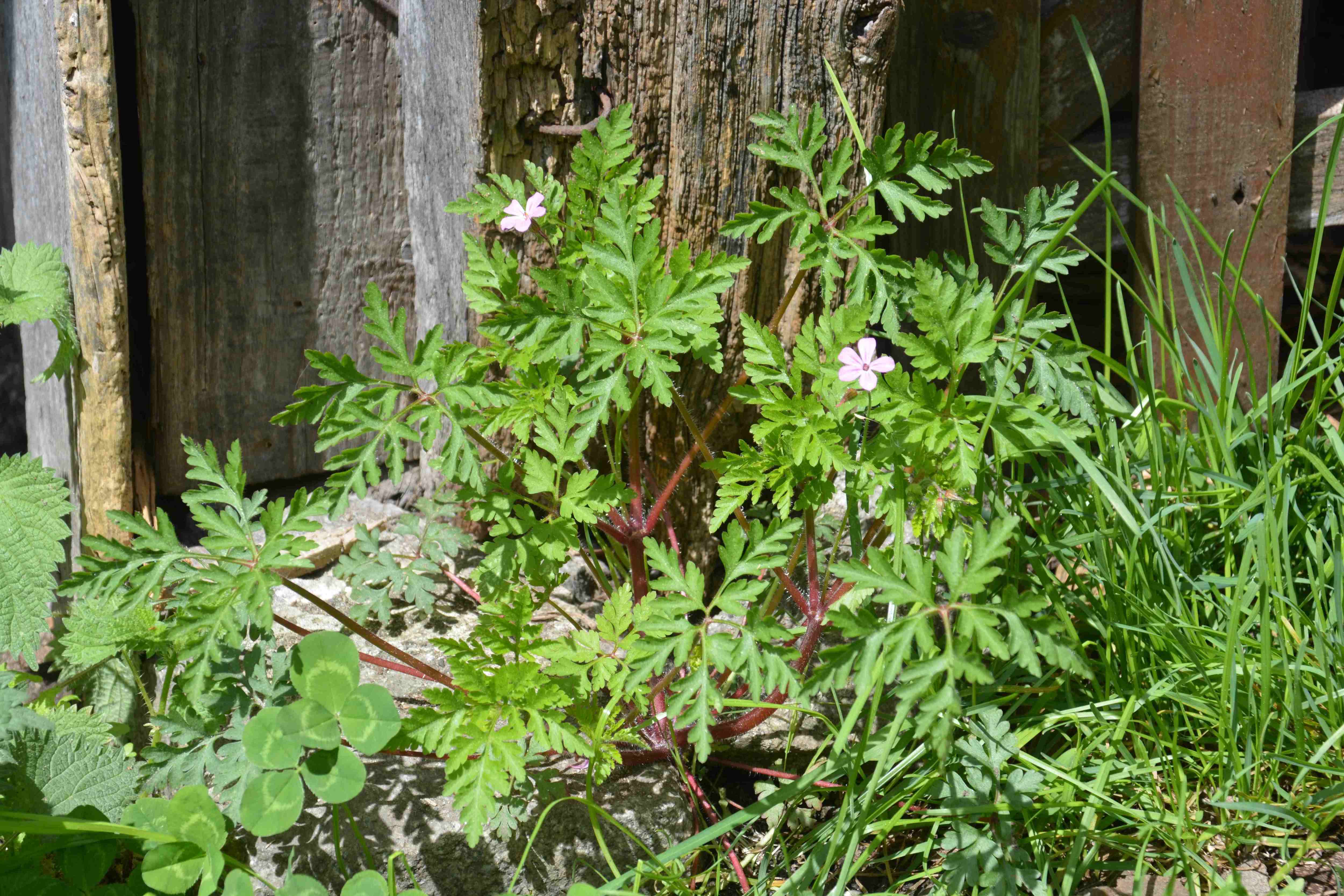 Annexe Geranium a robert.JPG