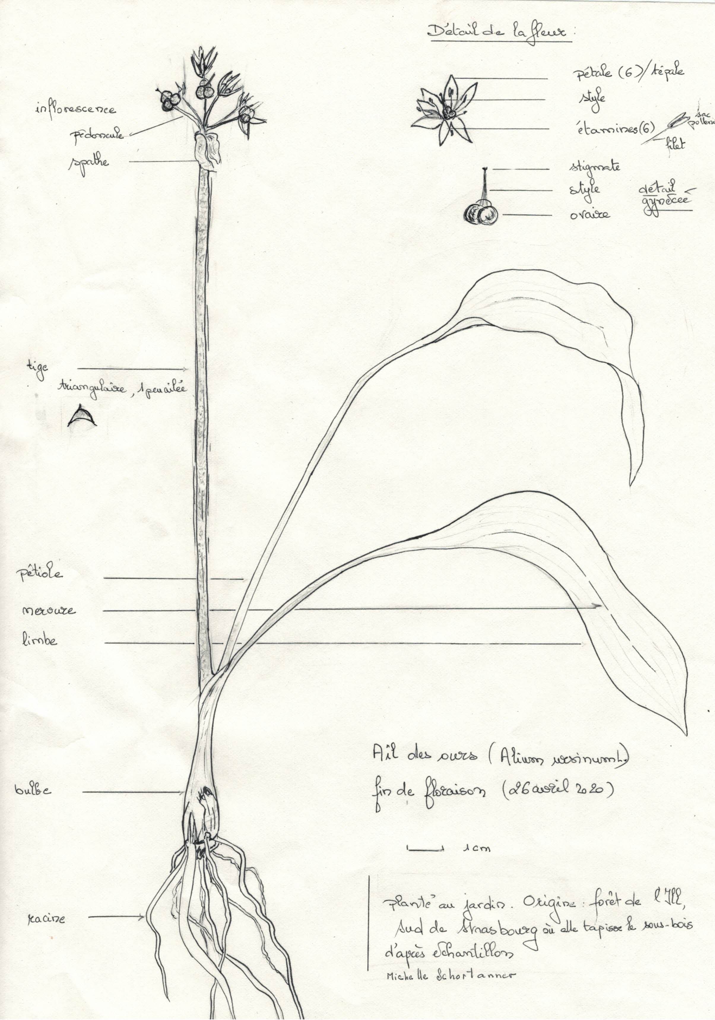 Annexe ail_des_ours_v1.jpg
