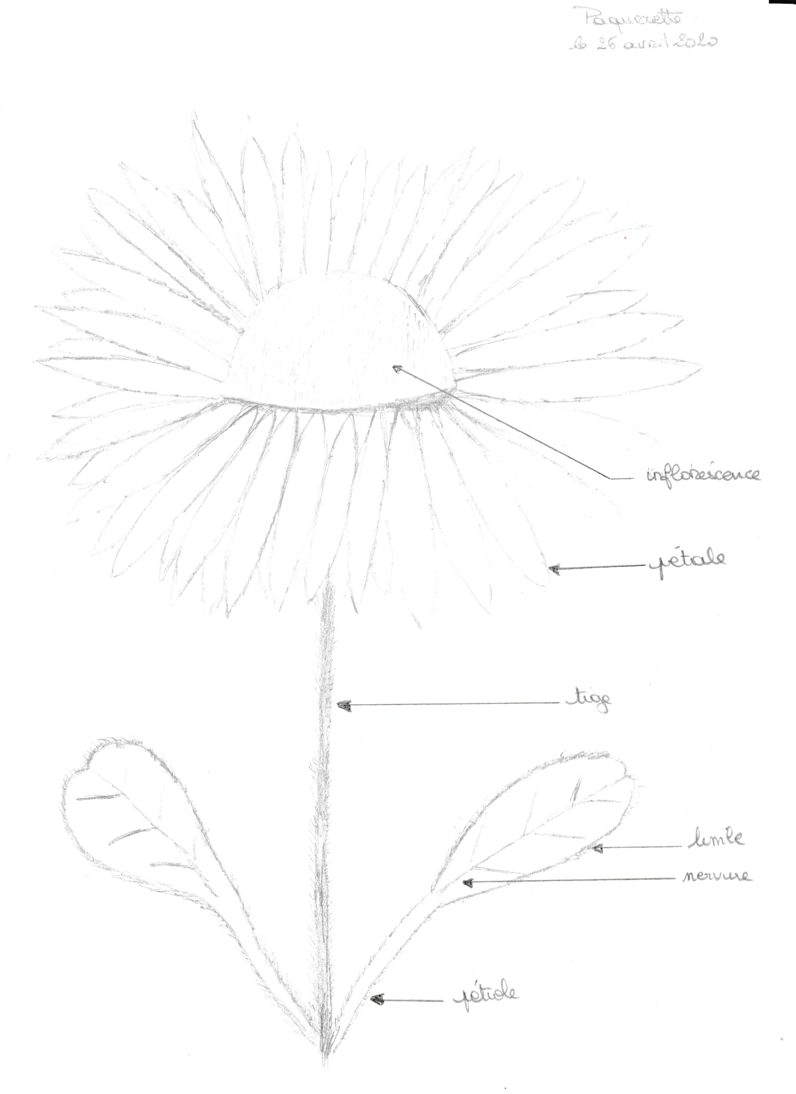 Annexe AUDINET - Pâquerette .jpg