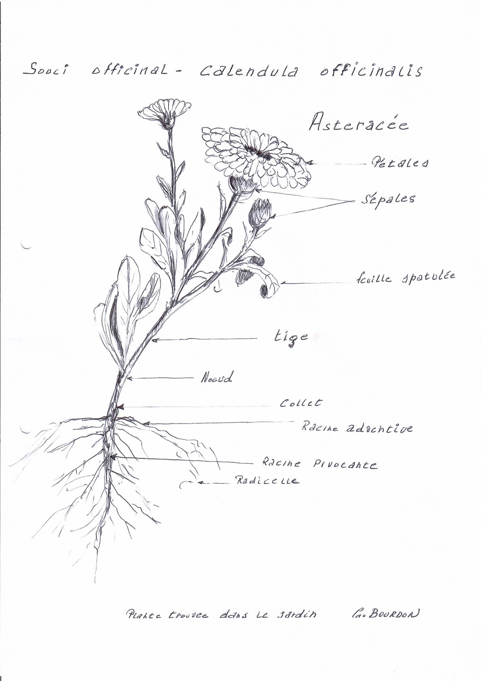 Annexe telabotanicacalendula.jpg