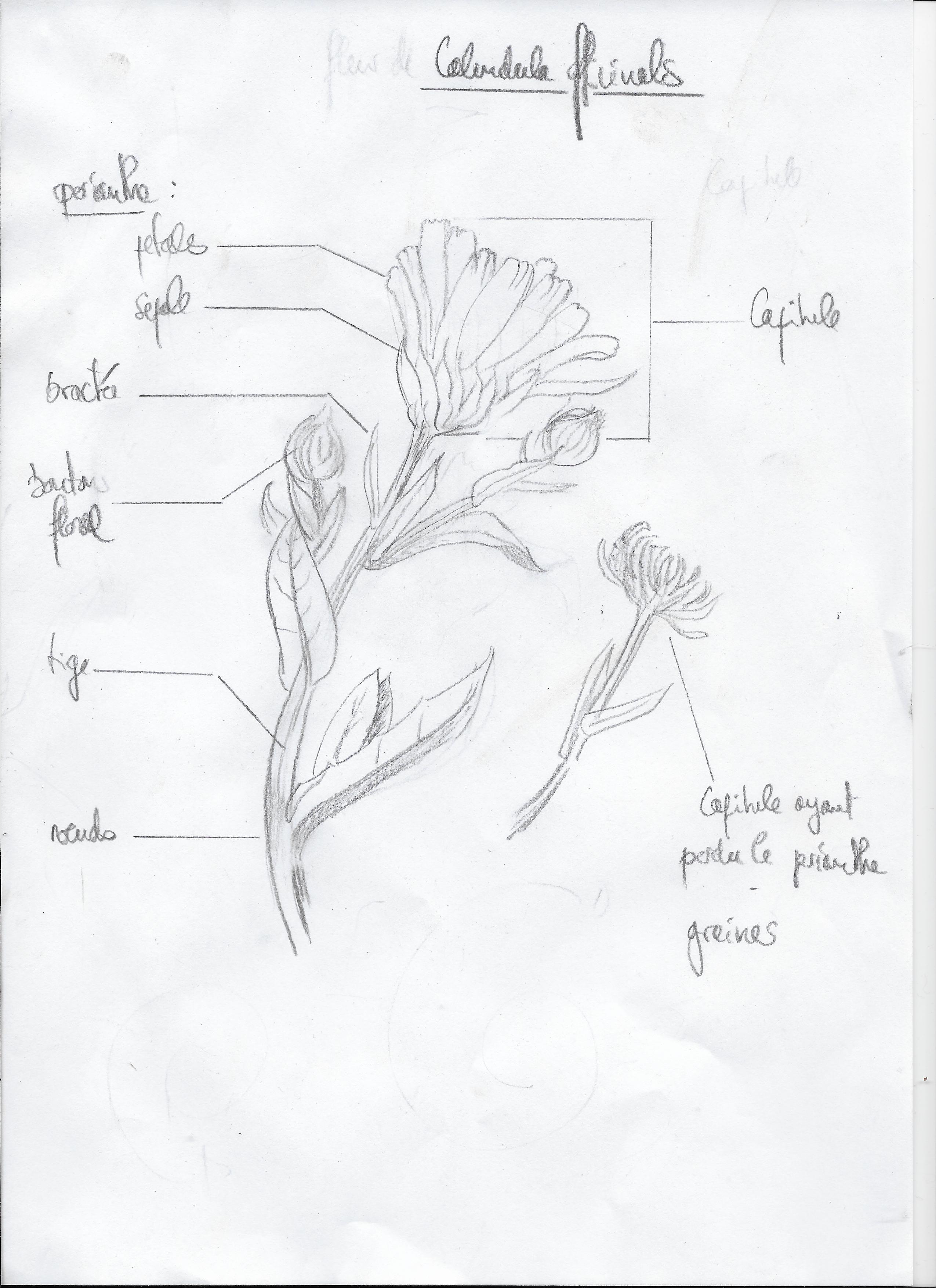Annexe Calendula officinalis_26avr20.jpg
