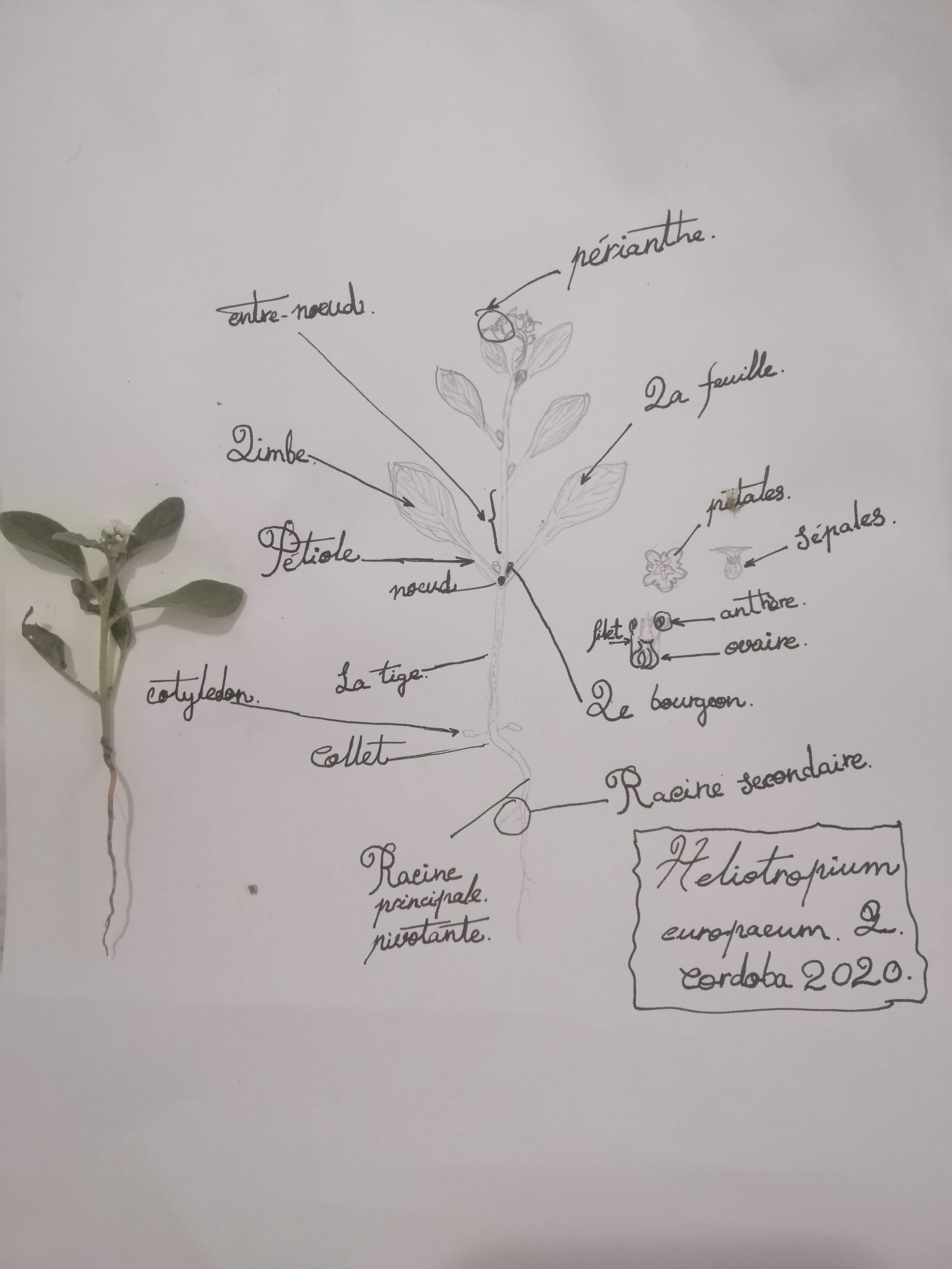 Annexe IMG_20200426_202921.jpg