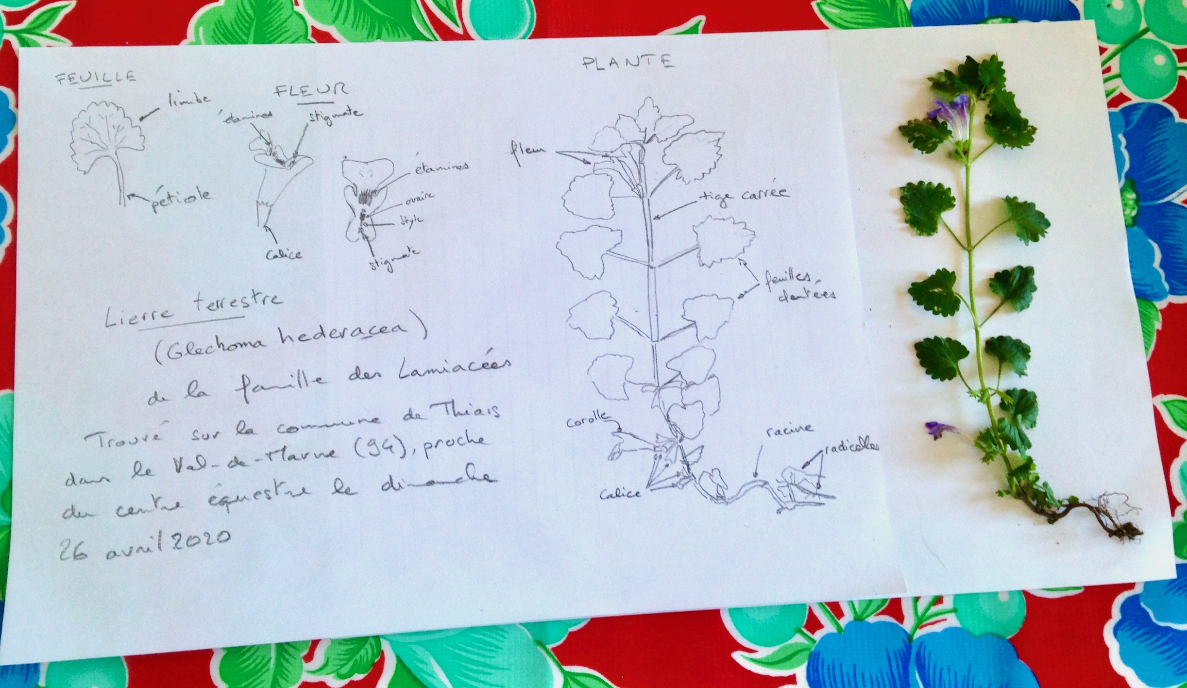 Annexe IMG_6016.jpeg