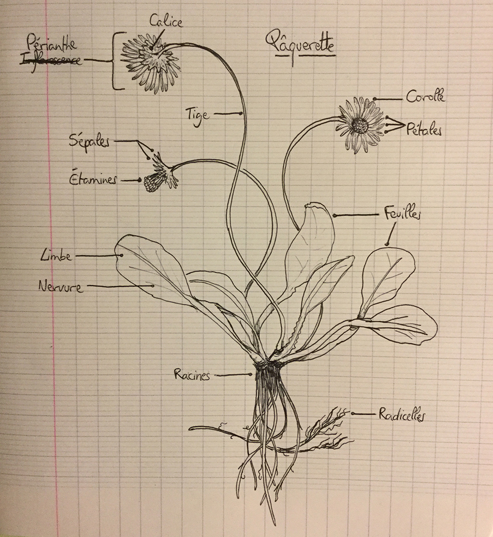 Annexe Paquerette.JPG