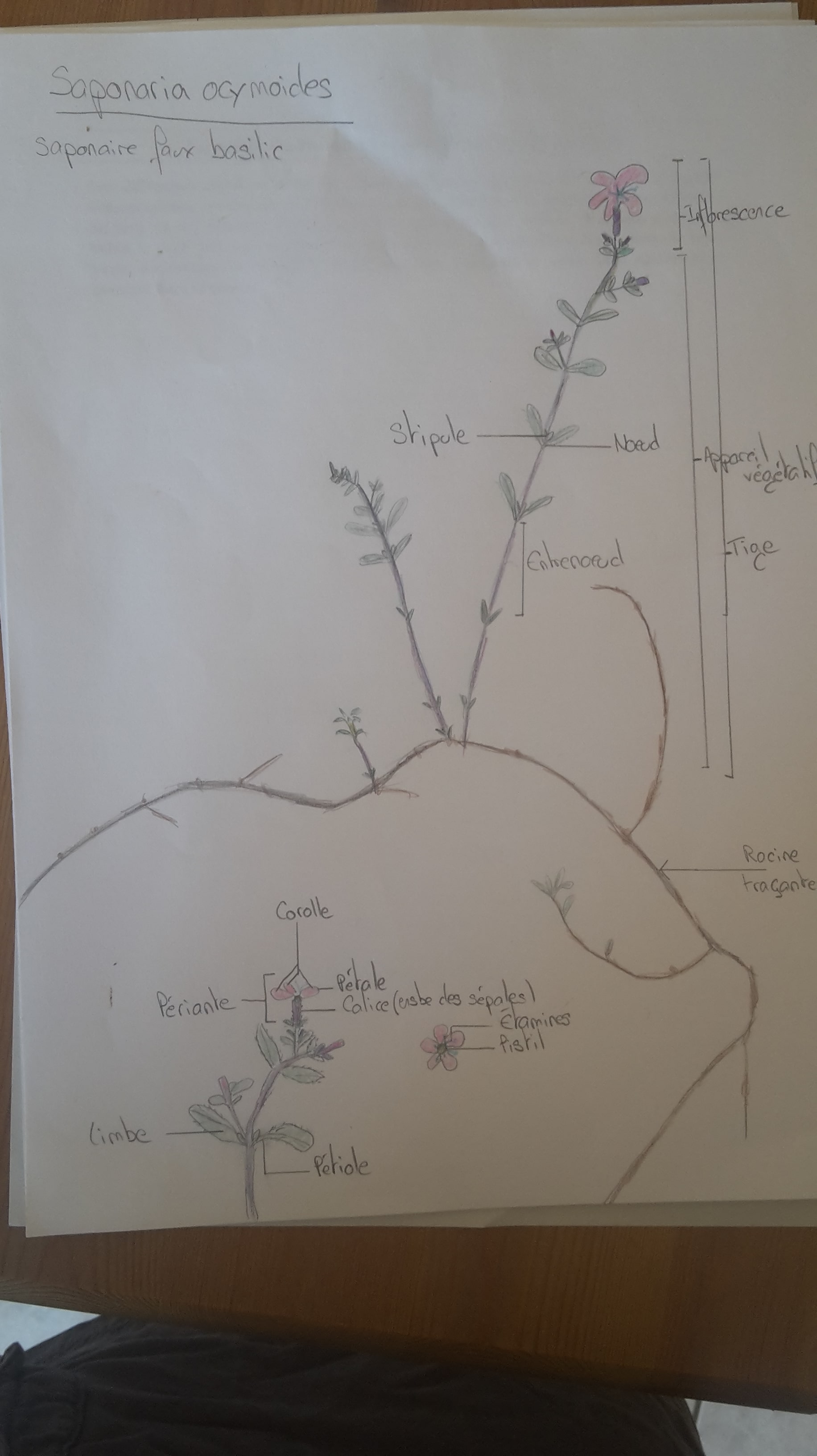 Annexe 20200427_110123-min.jpg