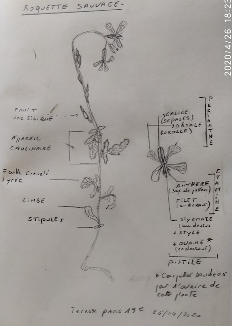 Annexe capture dessin roquette sauvage.png