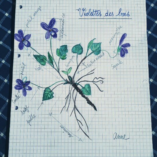 Annexe Croquis violette des bois.jpg