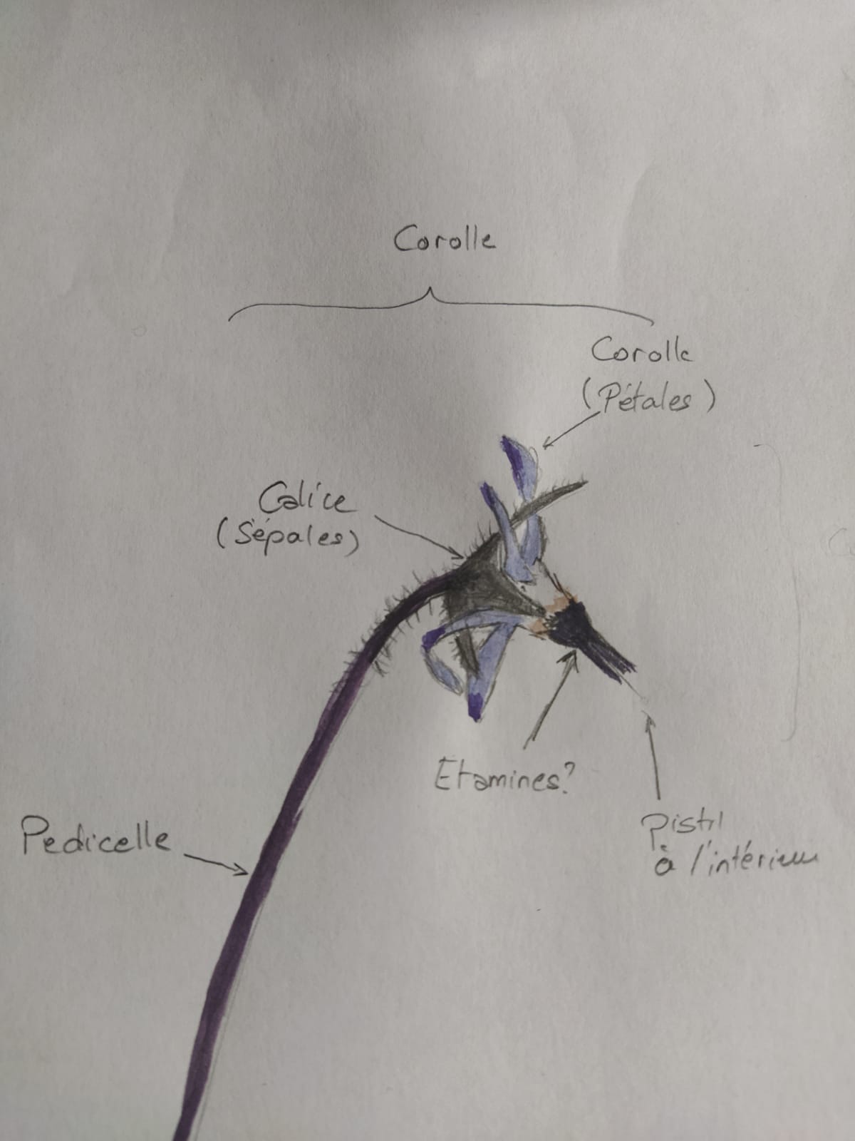 Annexe Dessin Bourrache.jpg