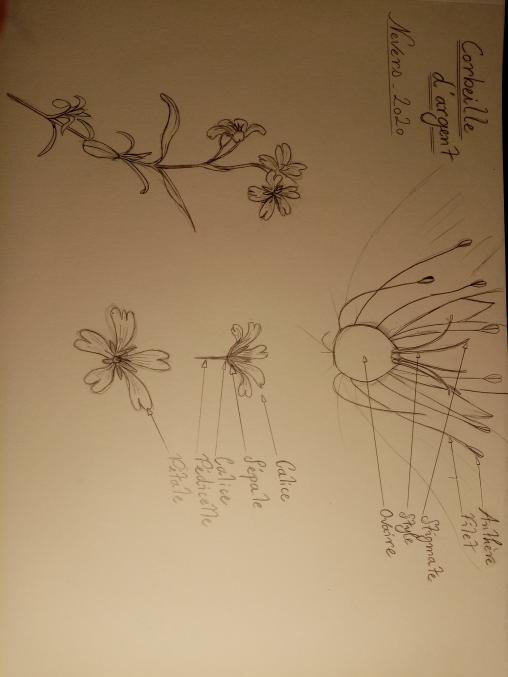 Annexe IMG_20200427_221653.jpg