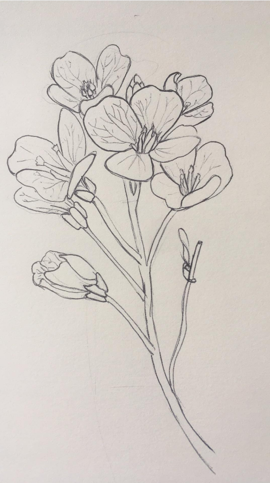 Annexe cardamine.png