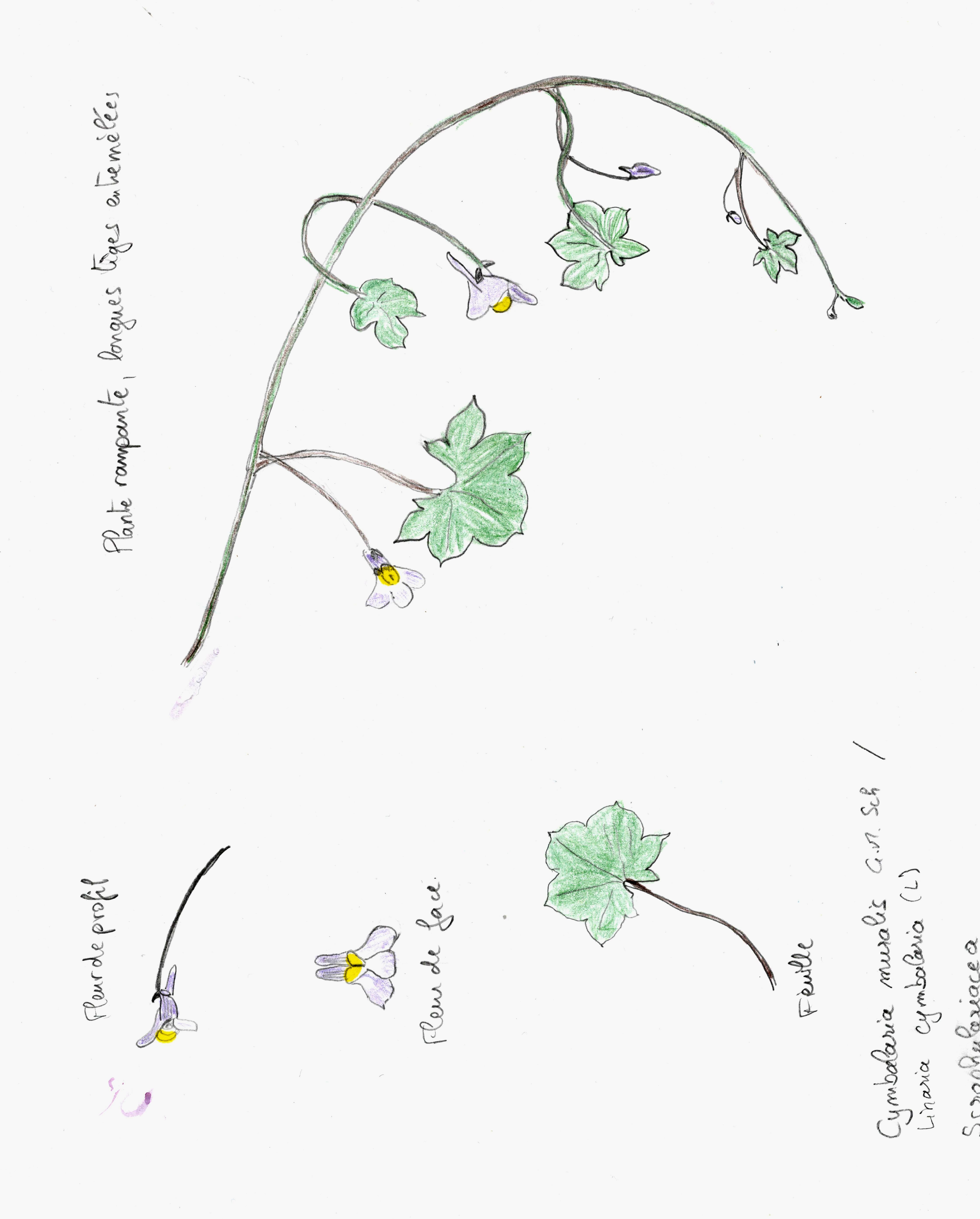 Annexe Cymbalaire-1.jpg