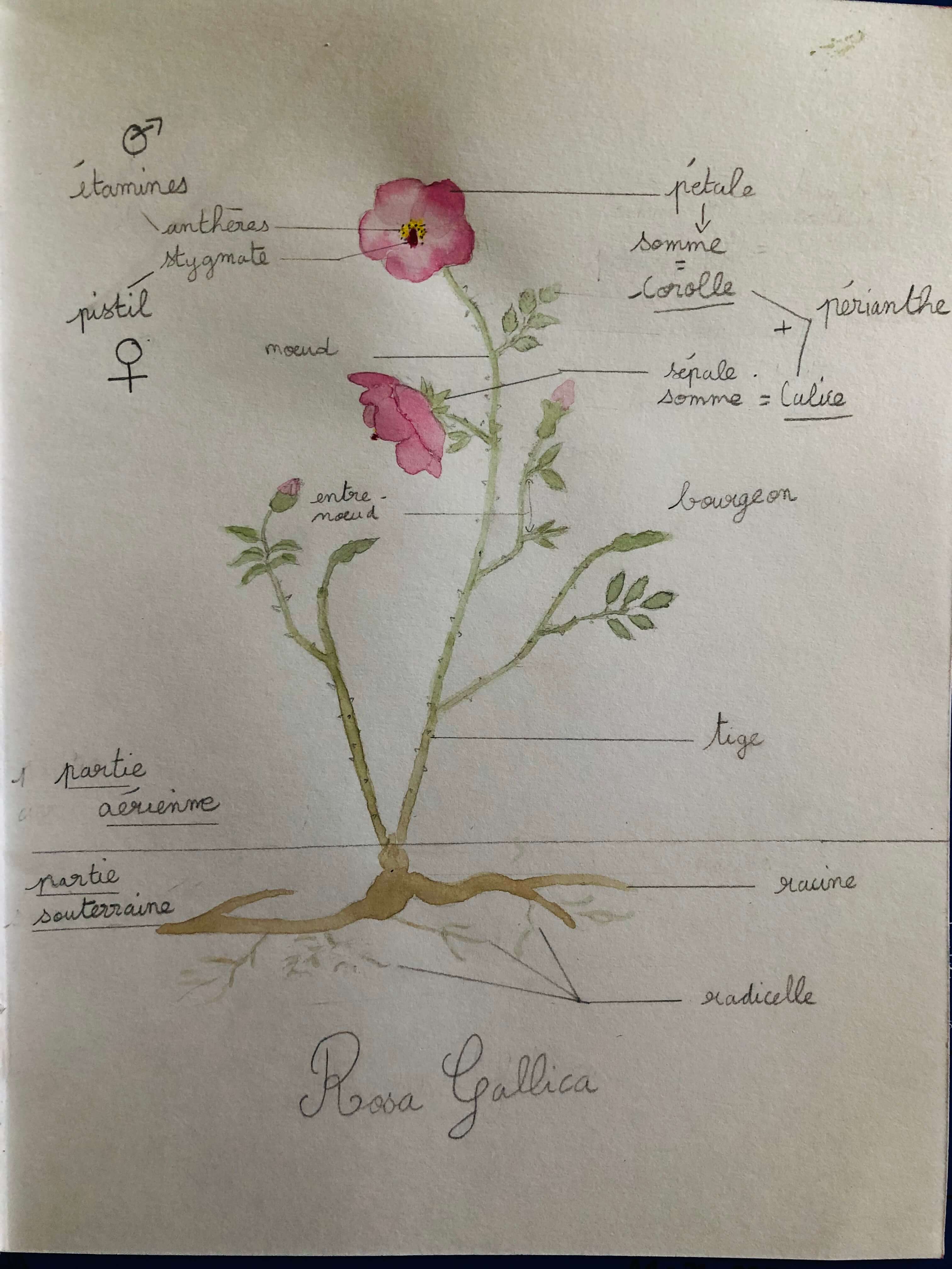 Annexe dessin rosa gallica.jpg