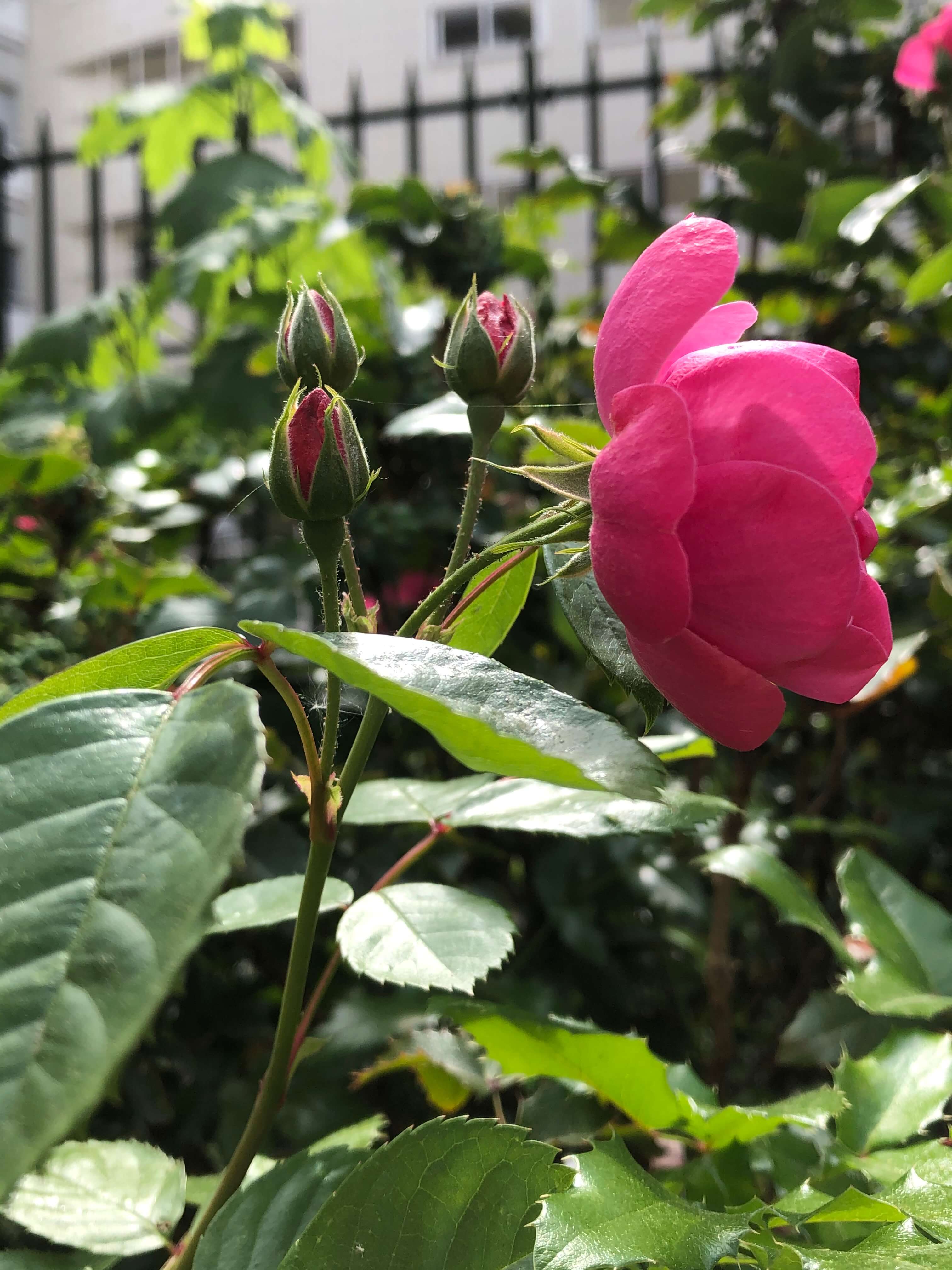 Annexe photo rosa gallica.jpg