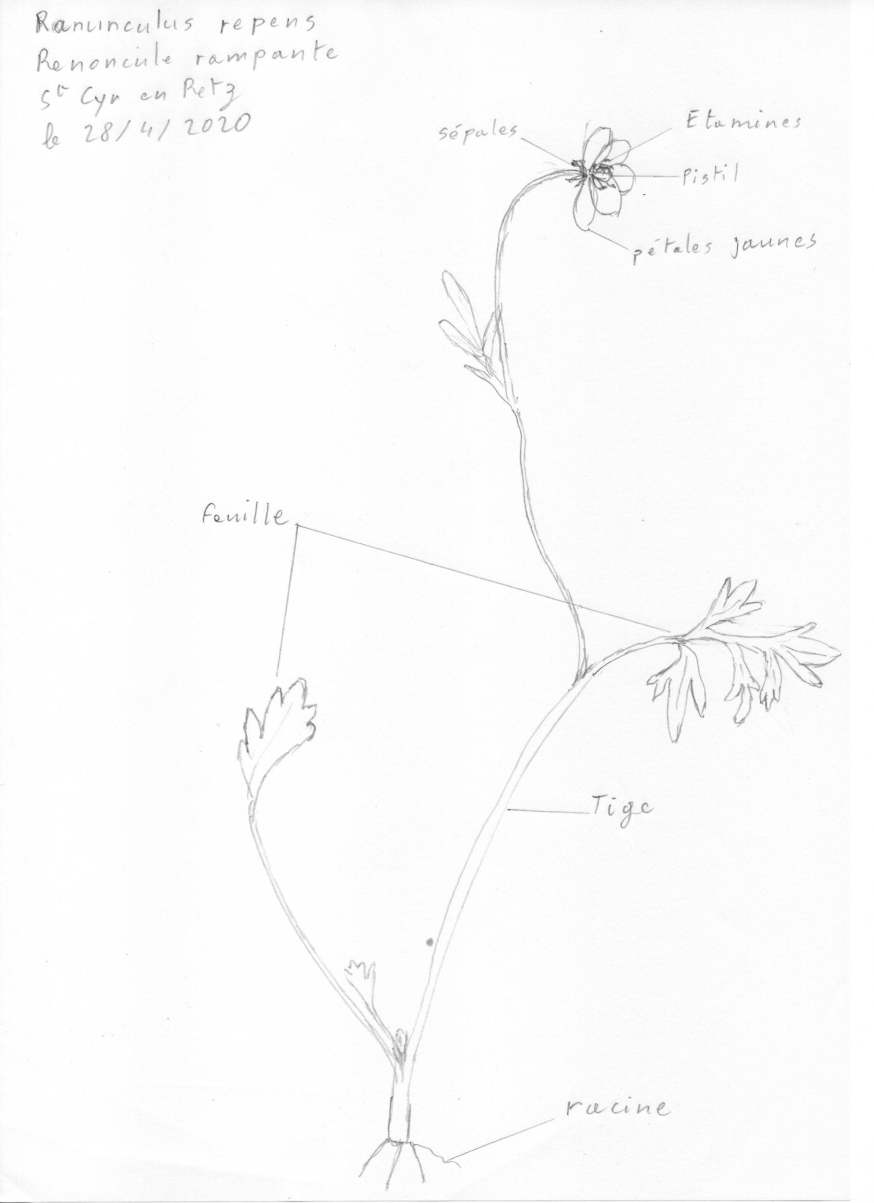 Annexe imgRanunculusRepens.jpg