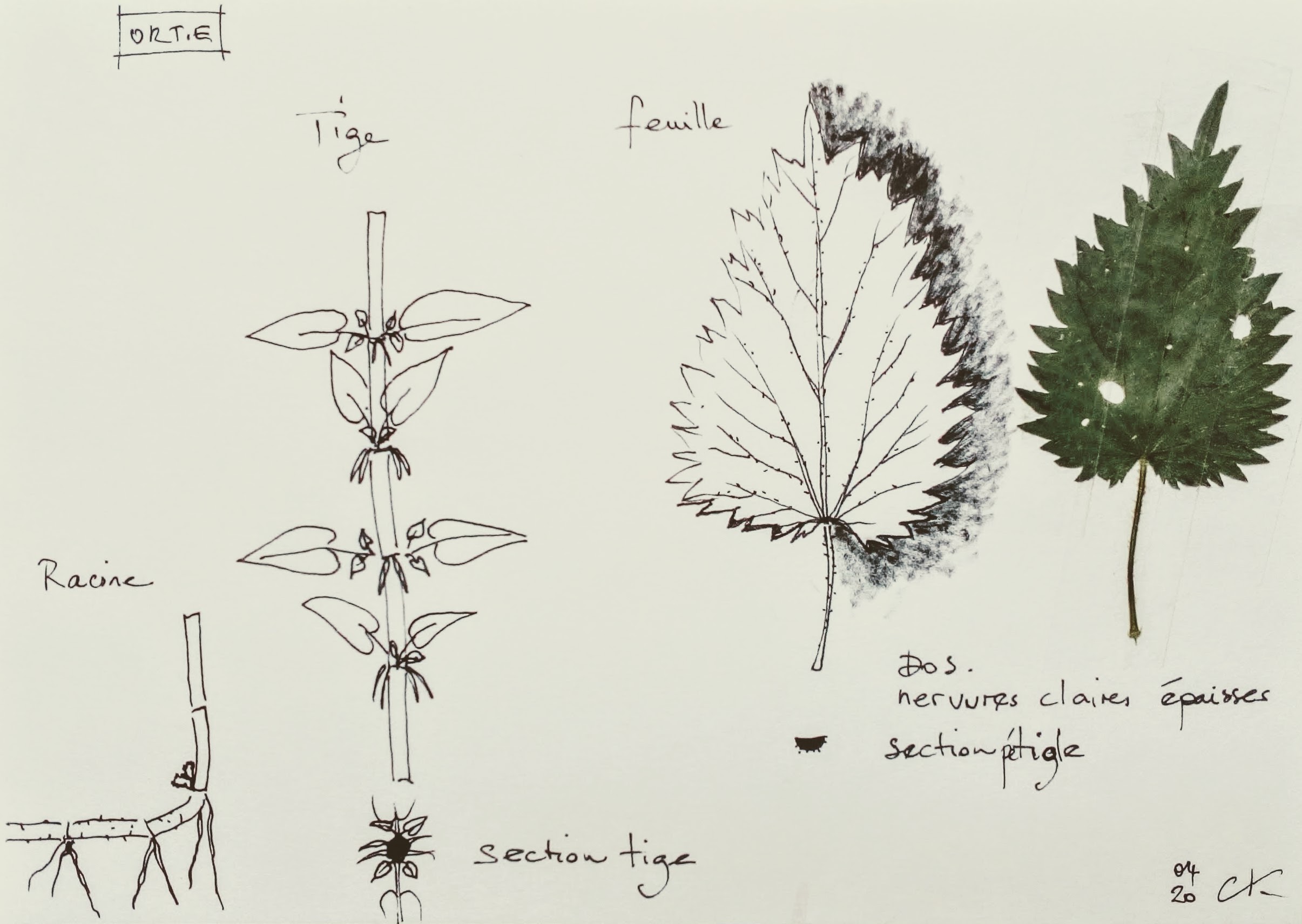 Annexe Croquis-Ortie.jpg
