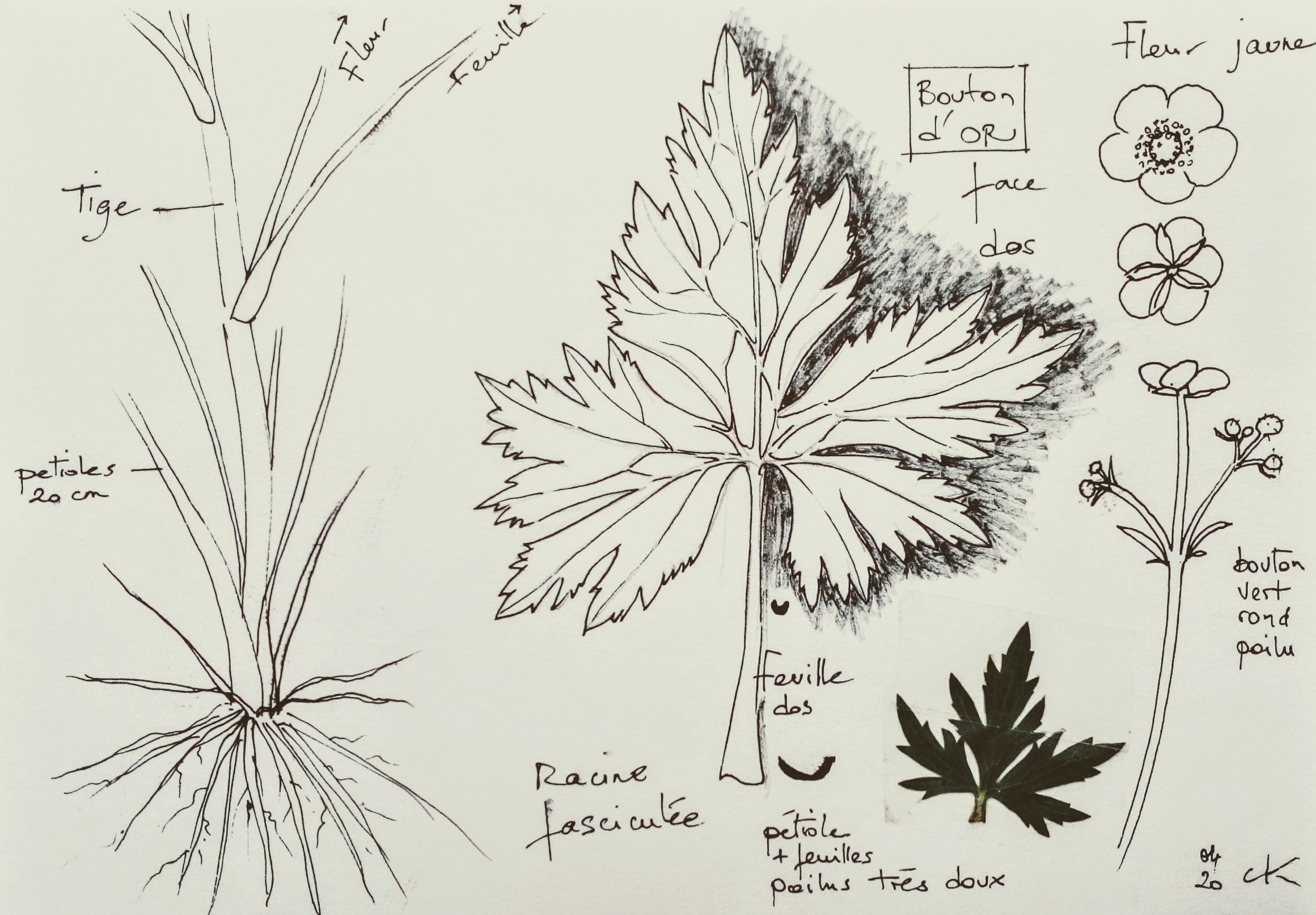 Annexe Croquis_bouton dOr.jpg
